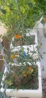 팜모닝 고추·영농일지 게시글 이미지