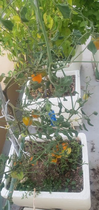 오늘도행복님의 고추 · 영농일지 작성글 사진