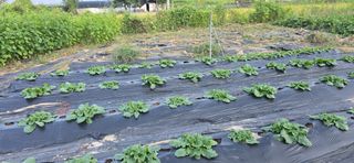 산골아찌님의 기타작물 · 영농일지 작성글 사진