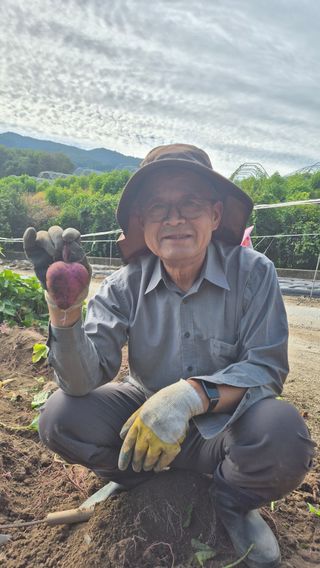 장봉덕님의 고구마 · 영농일지 작성글 사진