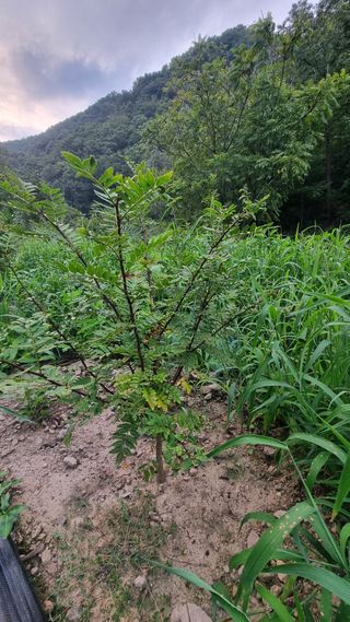 낙엽교목류16788님의 기타작물 · 영농일지 작성글 사진
