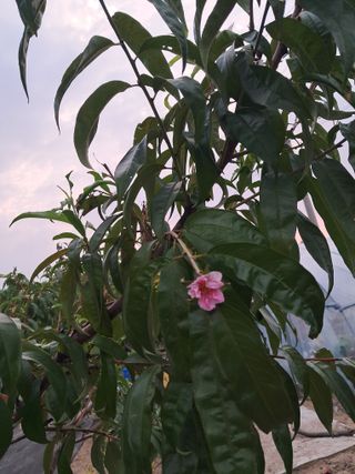 요셉님의 복숭아 · 영농일지 작성글 사진