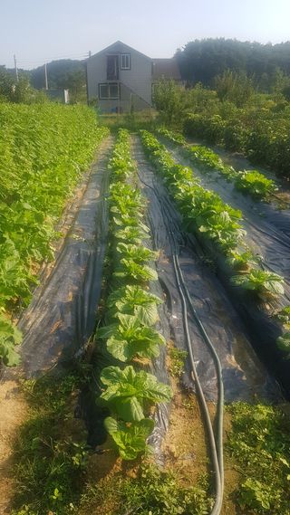 최춘득 청대산 님의 들깨 · 영농일지 작성글 사진