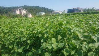 최춘득 청대산 님의 작성글 사진