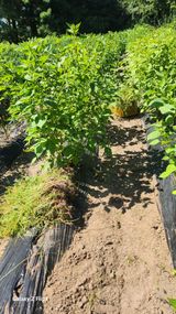 팜모닝 기타작물·영농일지 게시글 이미지