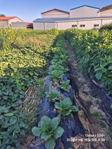 이덕전님의 작성글 사진
