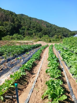 용기님의 기타작물 · 영농일지 작성글 사진