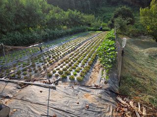 장흥식님의 기타작물 · 영농일지 작성글 사진