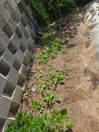 박병철님의 기타작물 · 영농일지 작성글 사진