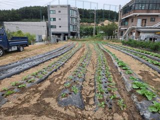 뚜벅이님의 기타작물 · 영농일지 작성글 사진