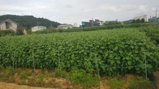 최춘득 청대산 님의 들깨 · 영농일지 작성글 사진