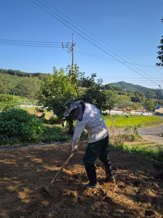 김영두님의 시금치 · 영농일지 작성글 사진