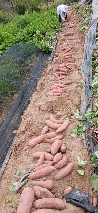 정연섭님의 기타작물 · 영농일지 작성글 사진