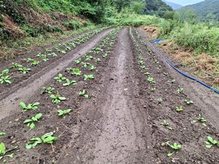 수기님의 배추 · 영농일지 작성글 사진