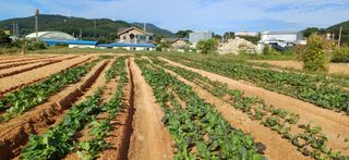 한재승님의 기타작물 · 영농일지 작성글 사진