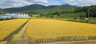 강연수님의 벼 · 영농일지 작성글 사진