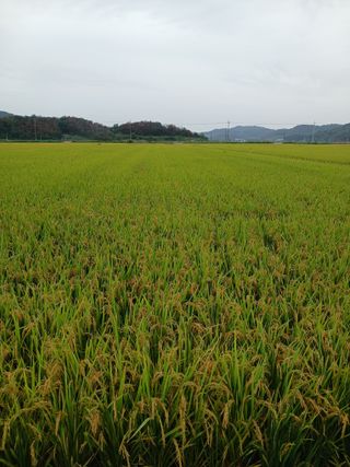 성광석님의 벼 · 영농일지 작성글 사진