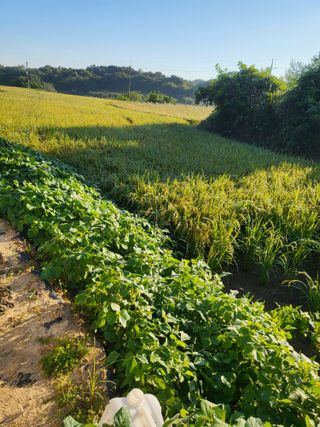 최병우님의 벼 · 영농일지 작성글 사진