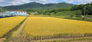 강연수님의 벼 · 영농일지 작성글 사진