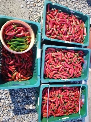 남궁봉님의 호박 · 영농일지 작성글 사진
