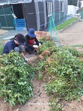 이수홍(이창희)님의 기타작물 · 영농일지 작성글 사진