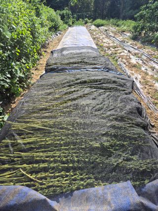 이경옥님의 기타작물 · 영농일지 작성글 사진