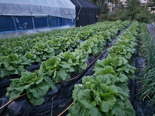 이명희님의 기타작물 · 영농일지 작성글 사진