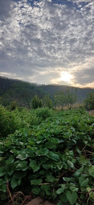 정연섭님의 기타작물 · 영농일지 작성글 사진
