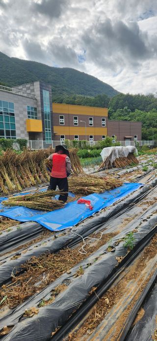 최군환님의 참깨 · 영농일지 작성글 사진