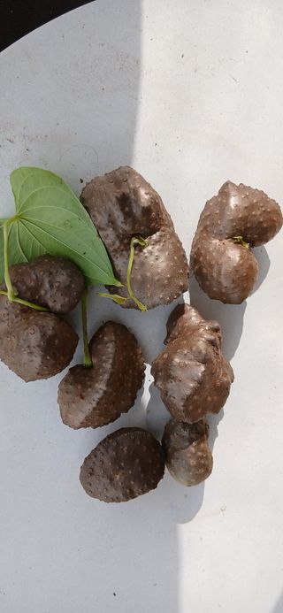 정연섭님의 기타작물 · 영농일지 작성글 사진