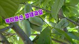 팜모닝 기타작물·영농일지 게시글 이미지