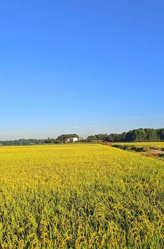 이미옥님의 벼 · 영농일지 작성글 사진