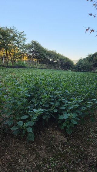 이지은님의 기타작물 · 영농일지 작성글 사진