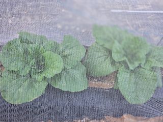 양경일님의 기타작물 · 영농일지 작성글 사진
