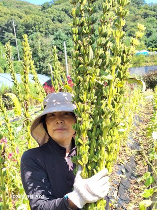 김광수님의 기타작물 · 영농일지 작성글 사진