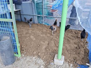 발해인님의 기타작물 · 영농일지 작성글 사진