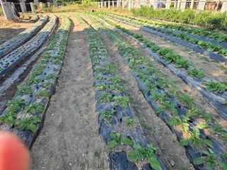 뚜벅이님의 기타작물 · 영농일지 작성글 사진