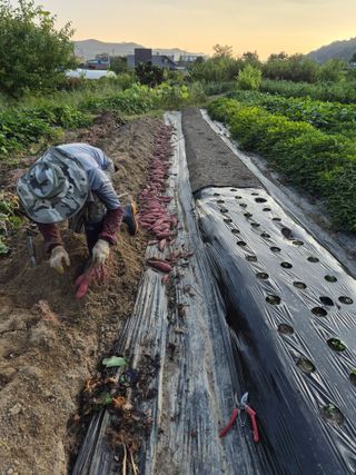 김영숙님의 고구마 · 영농일지 작성글 사진