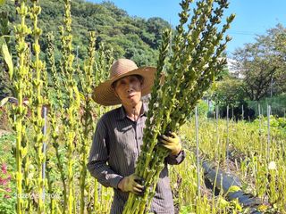 김광수님의 기타작물 · 영농일지 작성글 사진