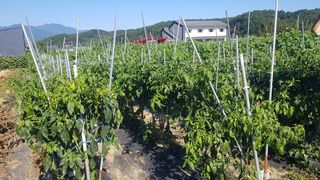 최춘득 청대산 님의 배추 · 영농일지 작성글 사진