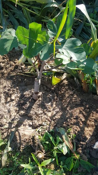 최춘득 청대산 님의 배추 · 영농일지 작성글 사진