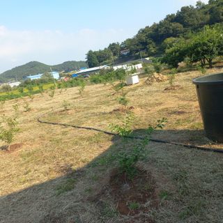 김건우님의 기타작물 · 영농일지 작성글 사진
