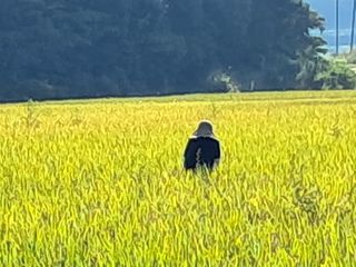 차춘석 님의 벼 · 영농일지 작성글 사진