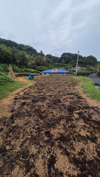 촌사리(김정대)님의 기타작물 · 영농일지 작성글 사진