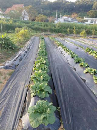 온바위님의 배추 · 영농일지 작성글 사진