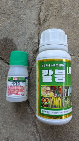  조약돌님의 배추 · 영농일지 작성글 사진