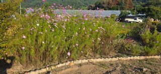 산골아찌님의 배추 · 영농일지 작성글 사진