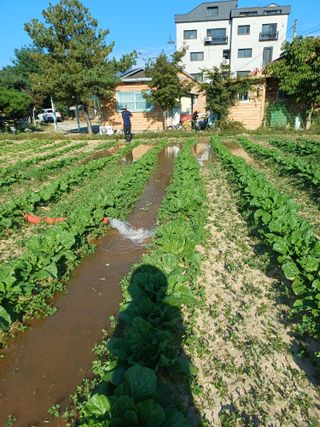 이철우님의 배추 · 영농일지 작성글 사진