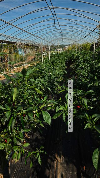 최석주님의 기타작물 · 영농일지 작성글 사진