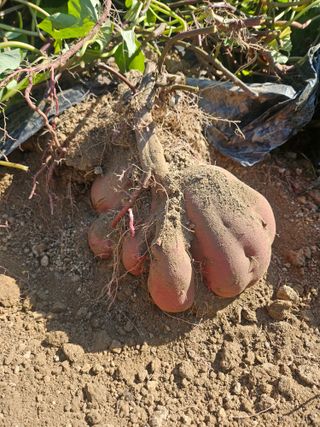드라곤해드님의 고구마 · 영농일지 작성글 사진